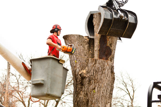 Professional Tree Services in Enoch, UT