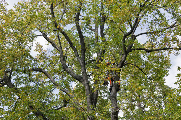 Best Tree Removal Service  in Enoch, UT